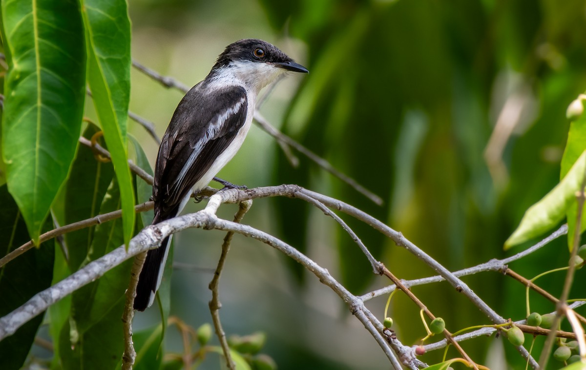 Bar-winged Flycatcher-shrike - ML634782224