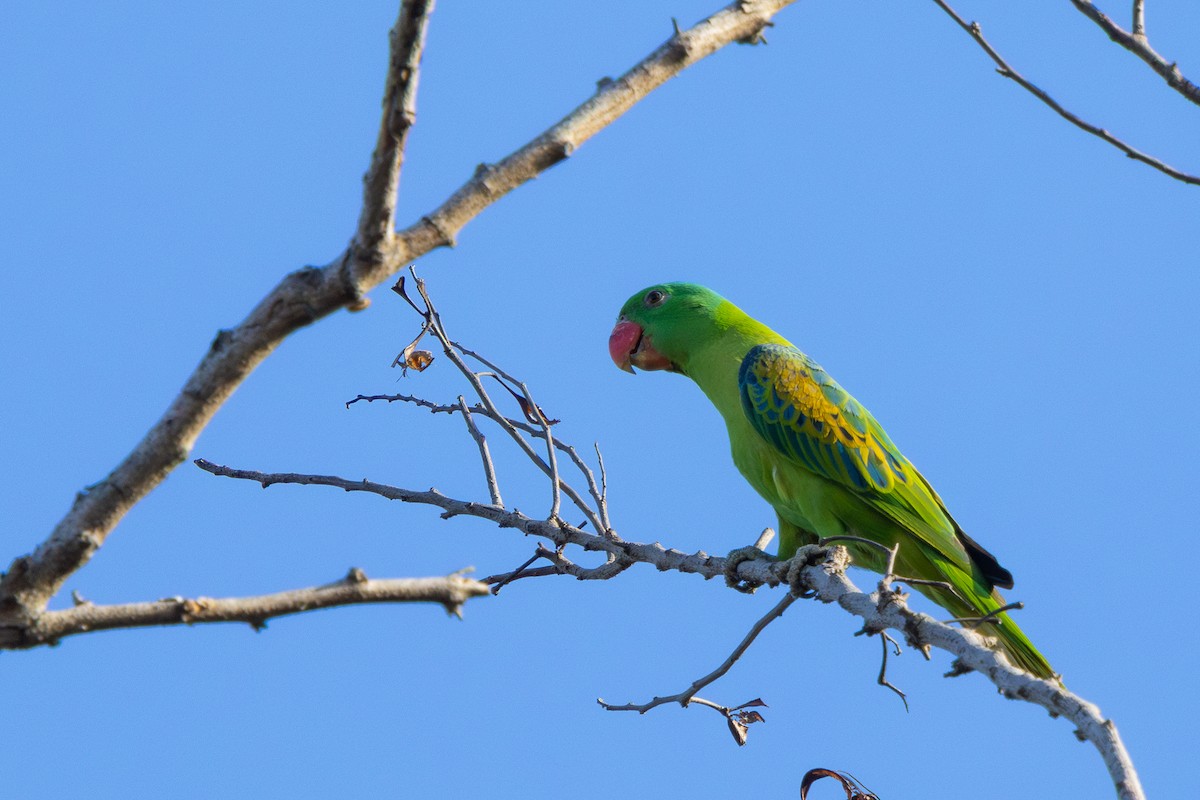 Blue-naped Parrot - ML634782282