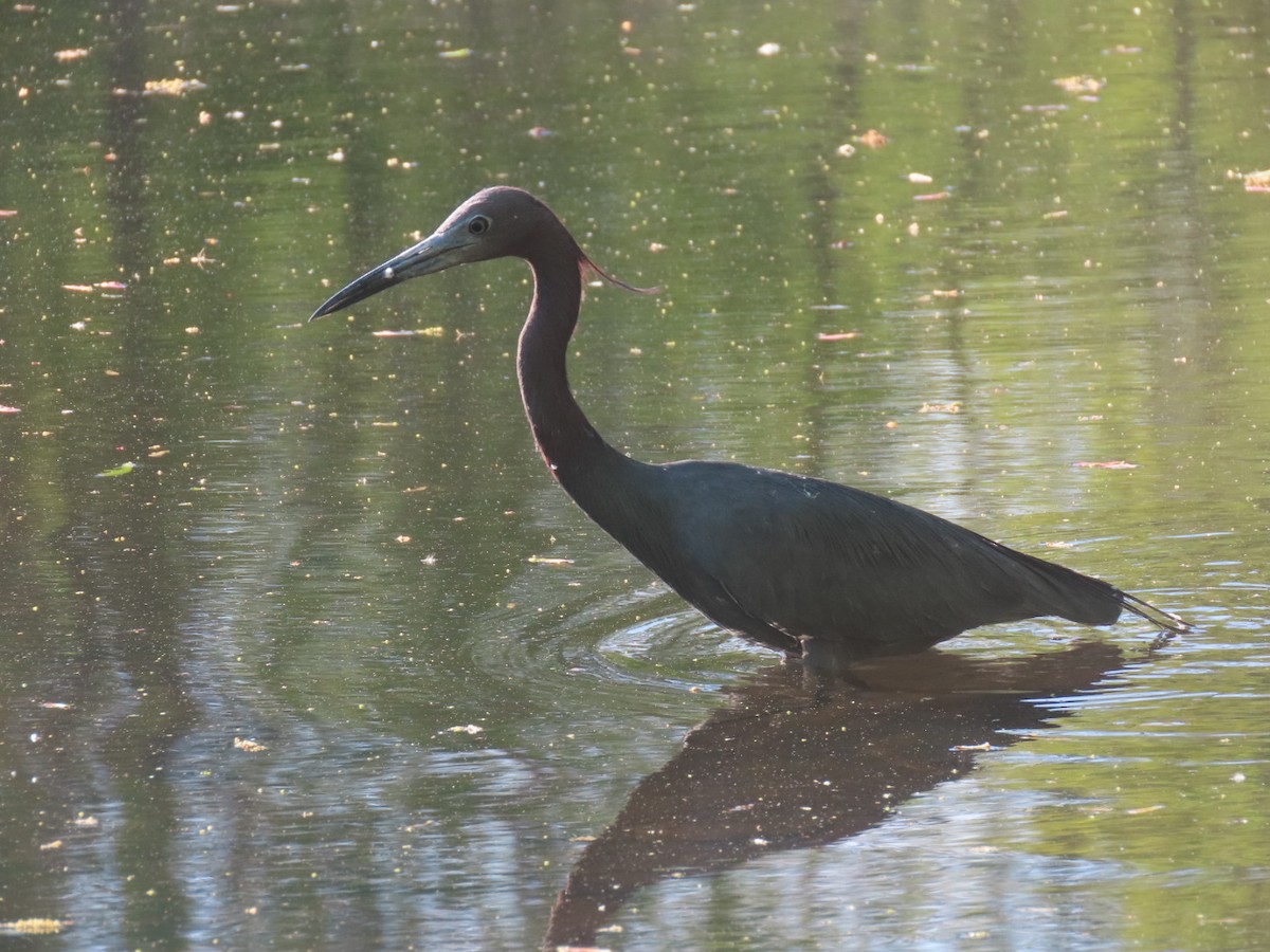 Little Blue Heron - ML634782342