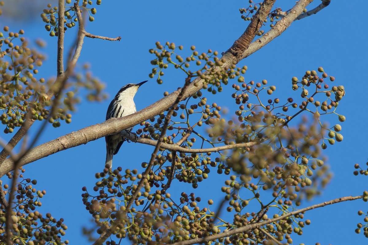 Rabdornis Común - ML634782344