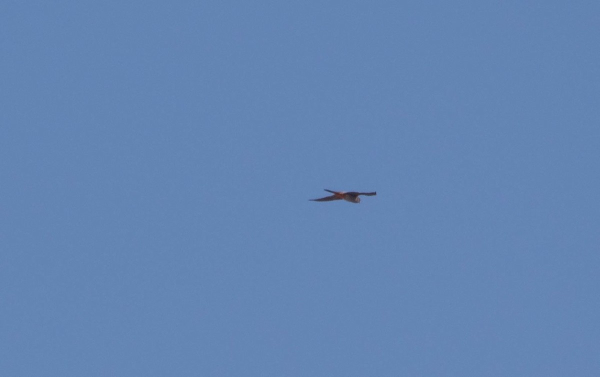 Red-footed Falcon - ML634782373