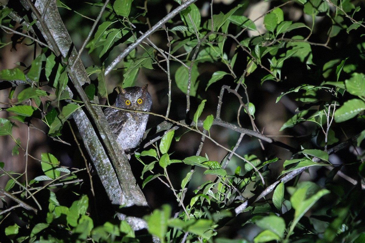Luzon Scops-Owl - ML634782455