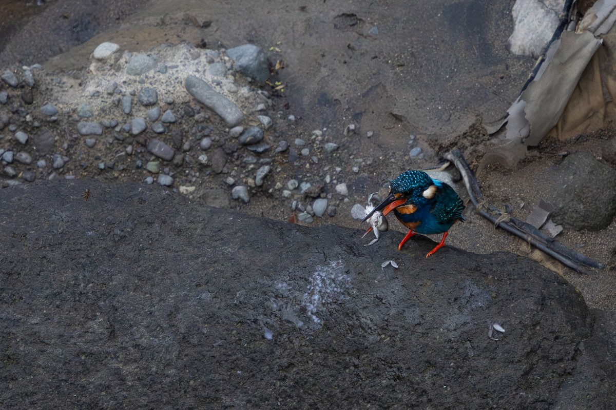 Indigo-banded Kingfisher - ML634782482