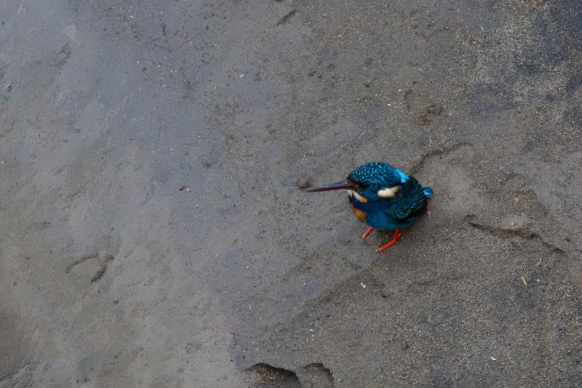 Indigo-banded Kingfisher - ML634782483