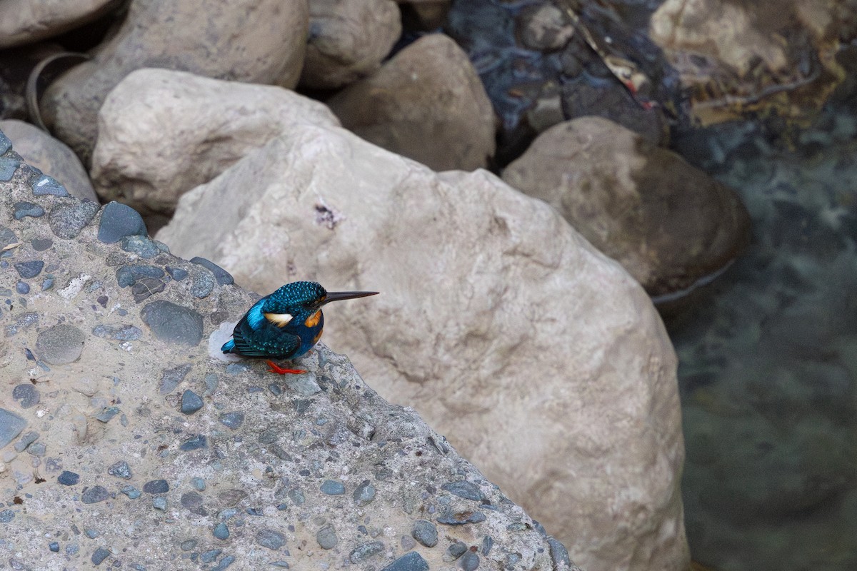 Indigo-banded Kingfisher - ML634782484