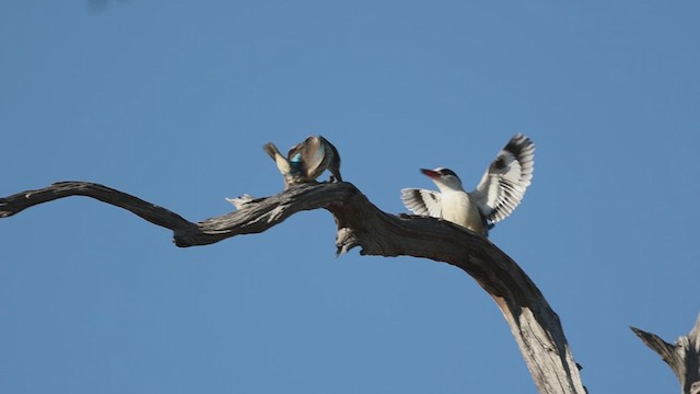 Striped Kingfisher - ML634782526