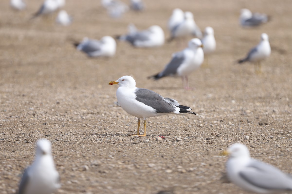 Heringsmöwe - ML634782591