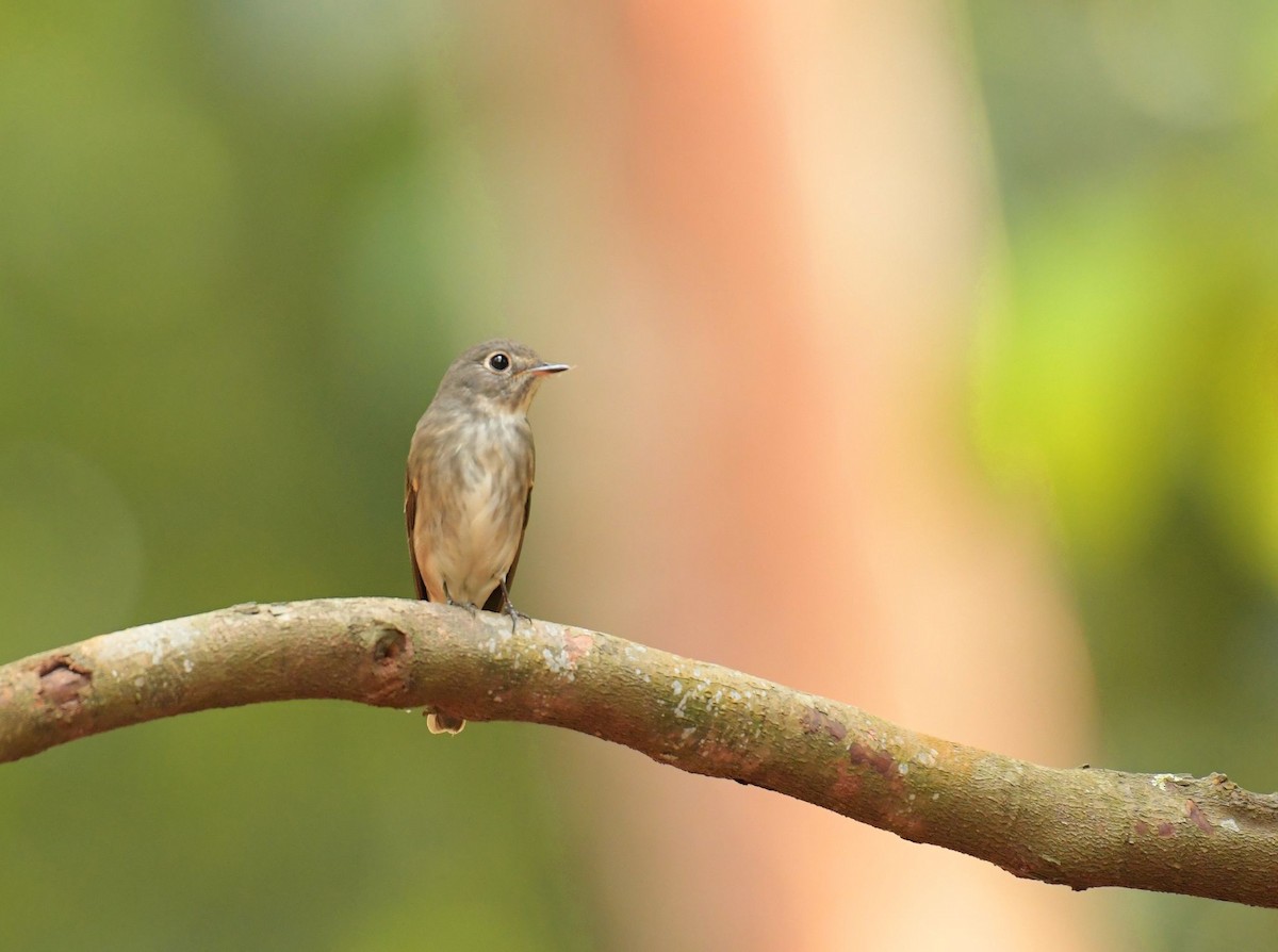 Dark-sided Flycatcher - ML634782626