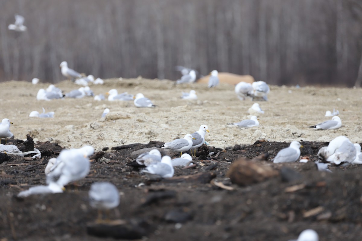 Kalifornienmöwe - ML634782664