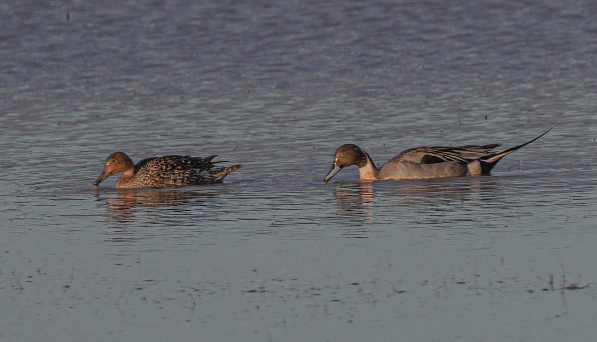 Northern Pintail - ML634782669