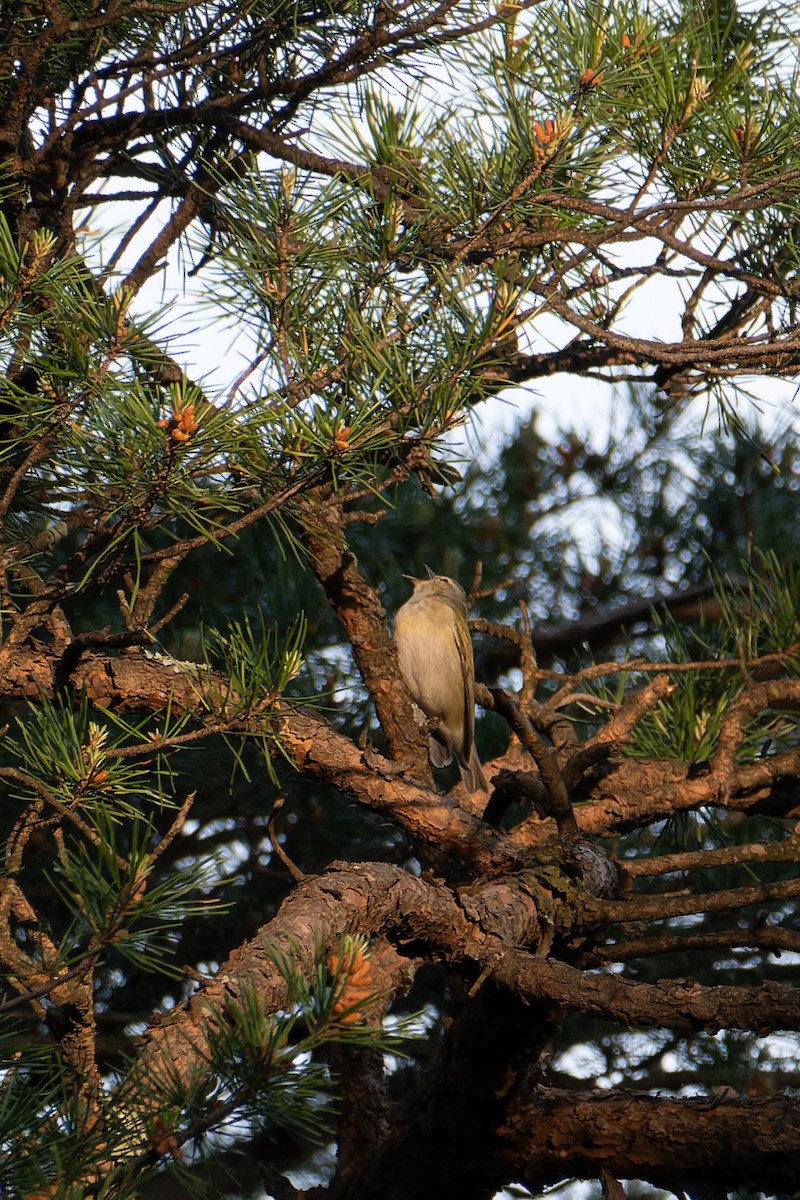 Tennessee Warbler - ML634782695