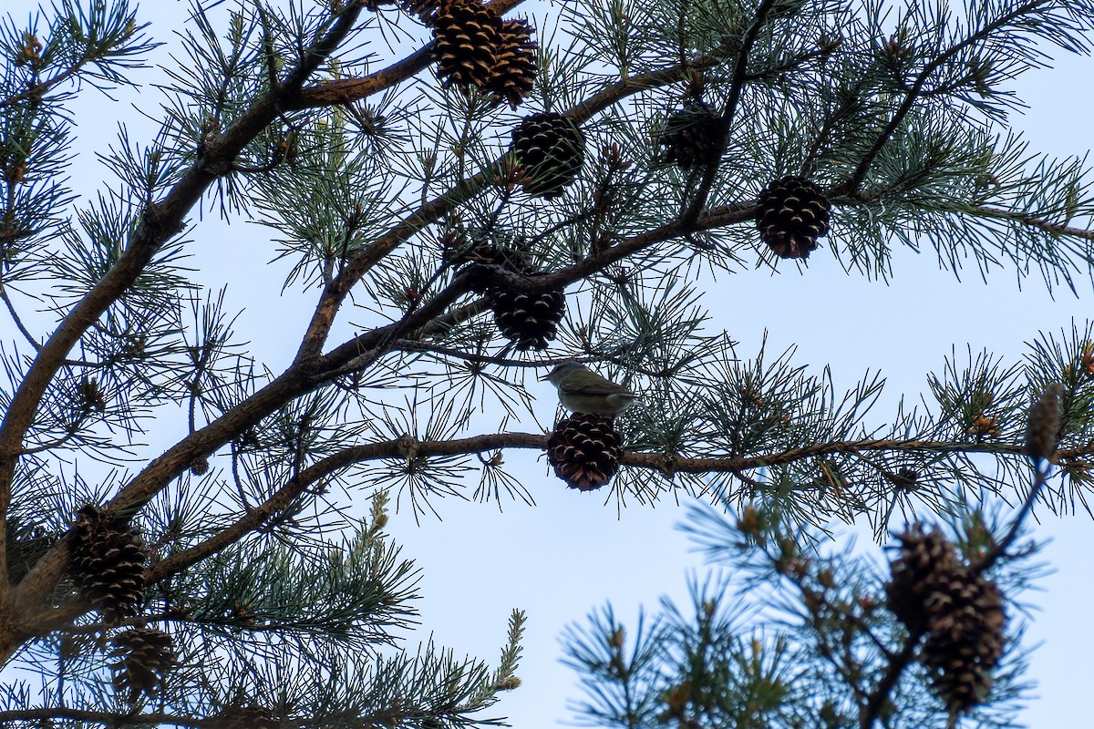 Tennessee Warbler - ML634782697