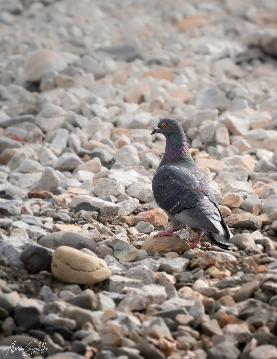 Rock Pigeon (Feral Pigeon) - ML634782761