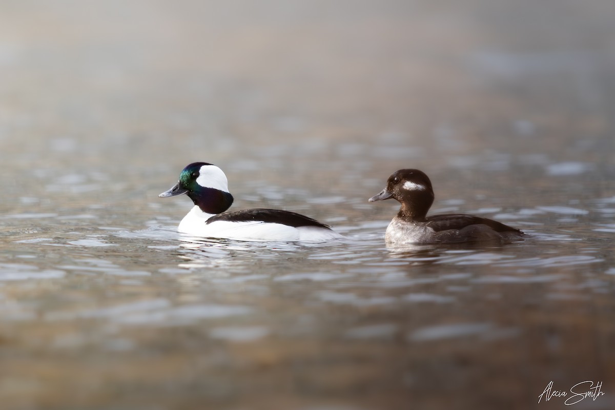 Bufflehead - ML634782795