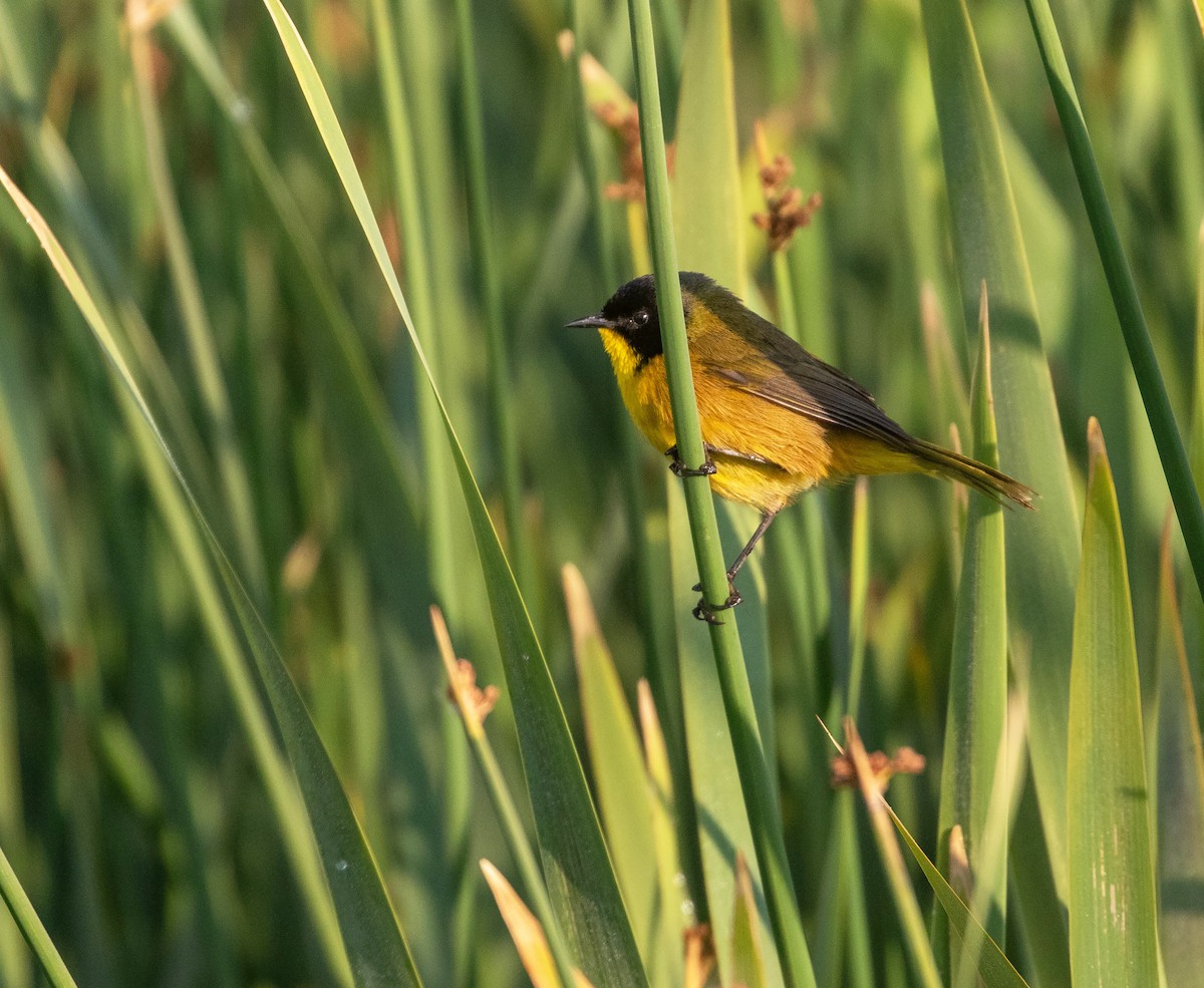 Black-polled Yellowthroat - William Price