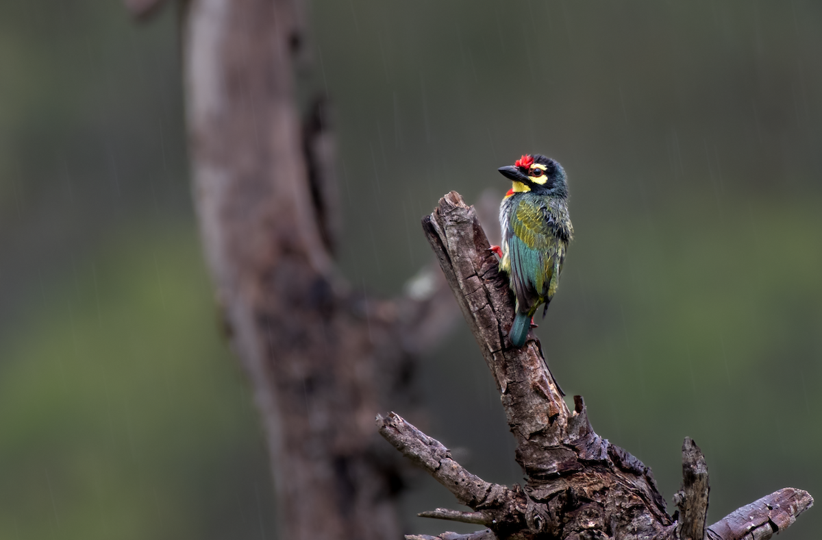 Coppersmith Barbet - ML634783063