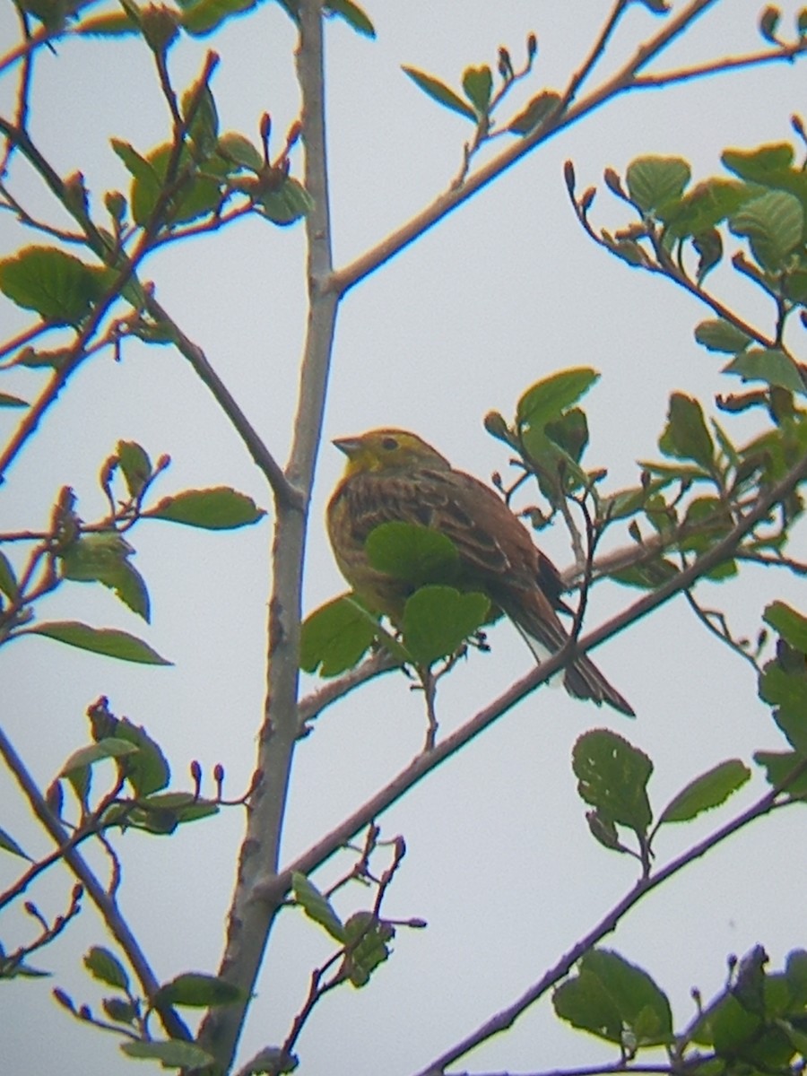 Yellowhammer - ML634783178