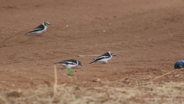 White-crested Helmetshrike - ML634783284