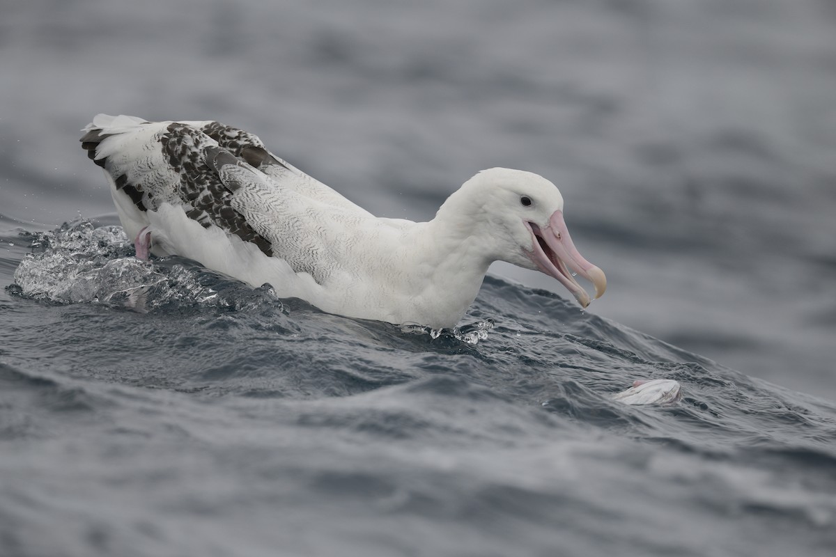 large albatross sp. - ML634783332