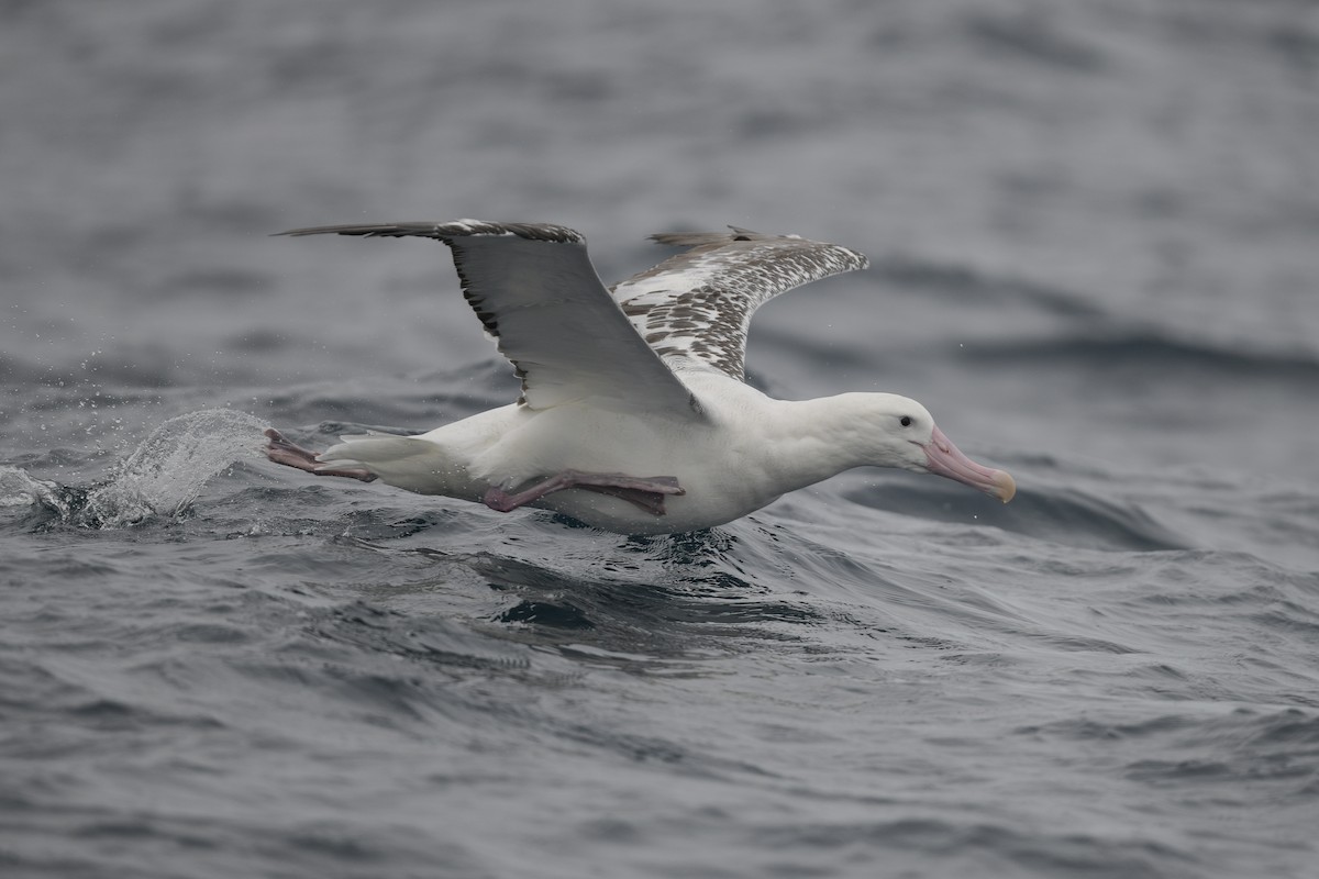 large albatross sp. - ML634783334