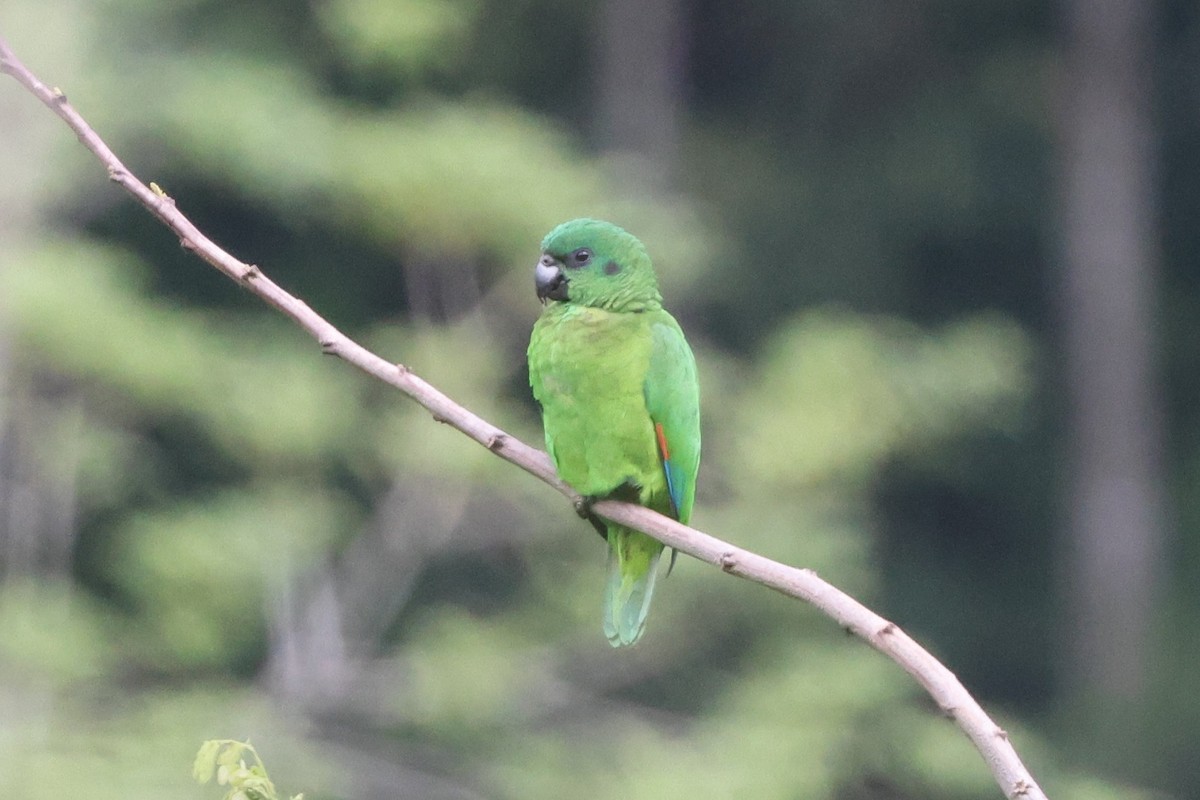 Amazone verte - ML634783384