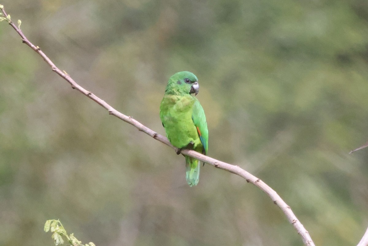 Amazone verte - ML634783385