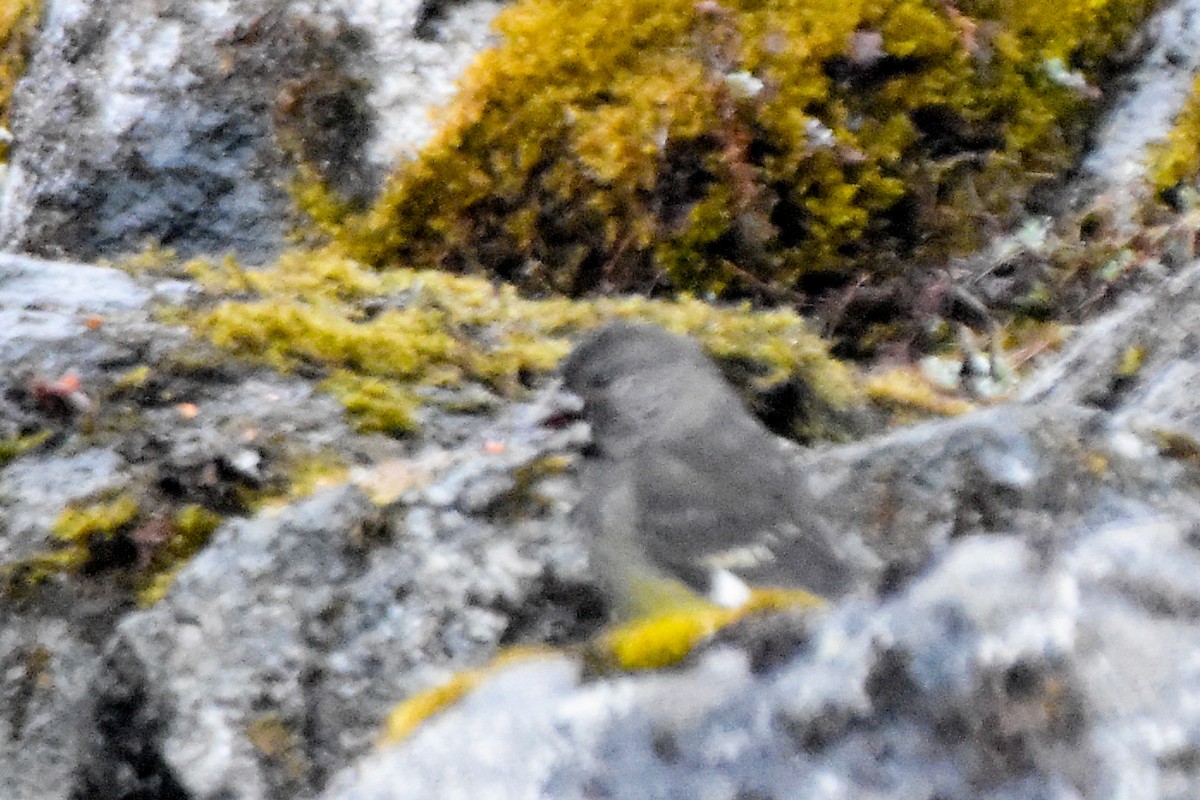 ハジロクロシメ - ML634783579