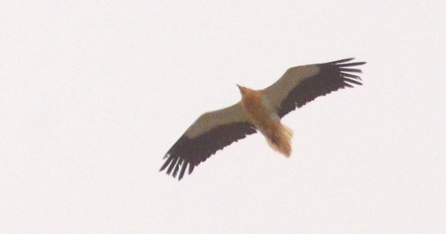 Schmutzgeier - ML634783654