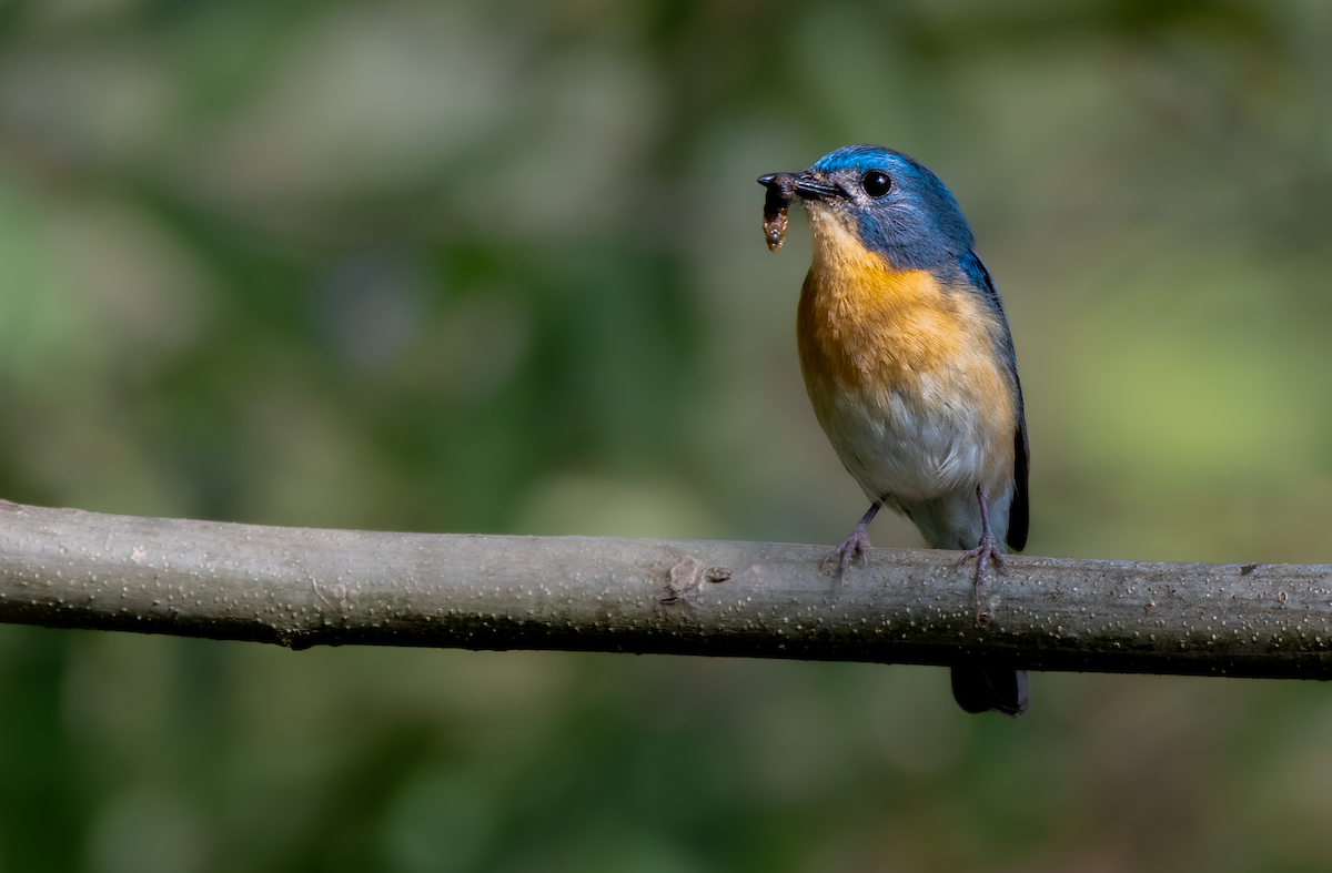 Tickell's Blue Flycatcher - ML634783707