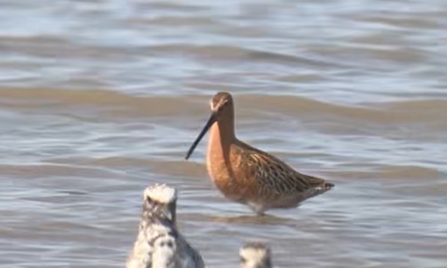 Asian Dowitcher - ML634783749