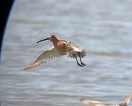 Asian Dowitcher - ML634783750
