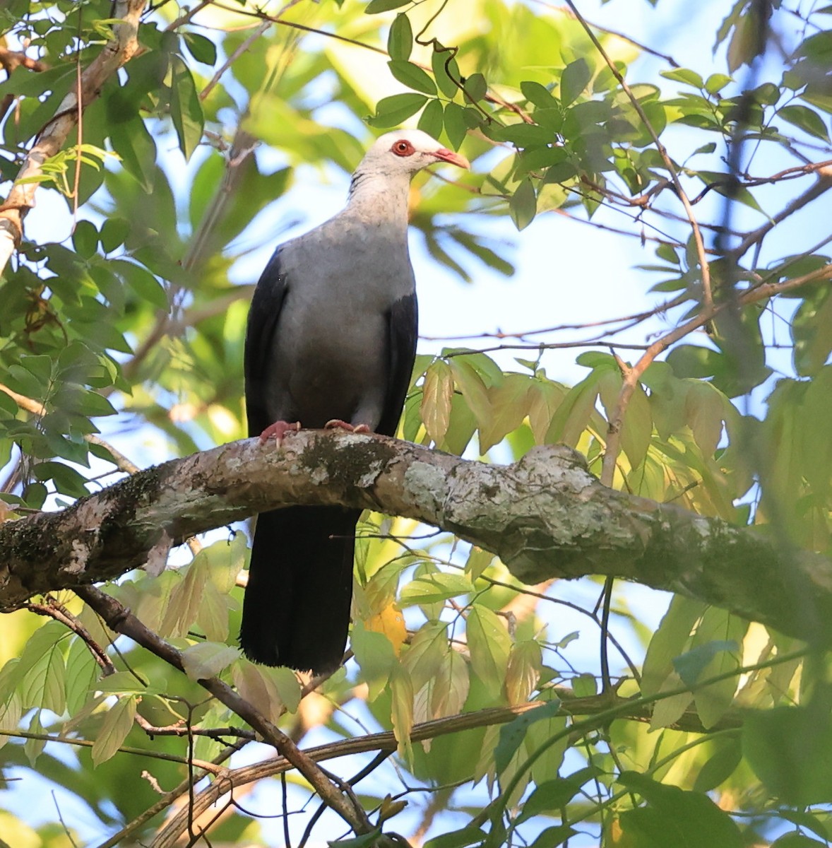 Andaman Wood-Pigeon - ML634783797