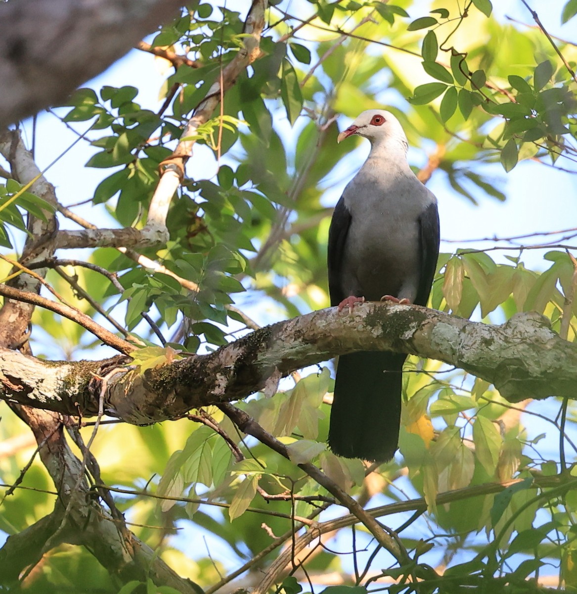 Andaman Wood-Pigeon - ML634783798