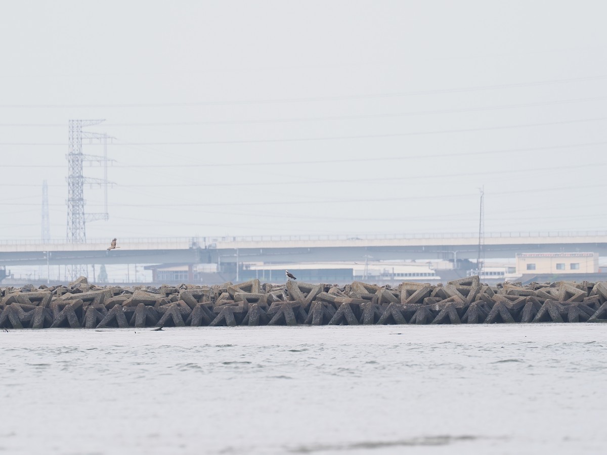 Eastern Marsh Harrier - ML634783799
