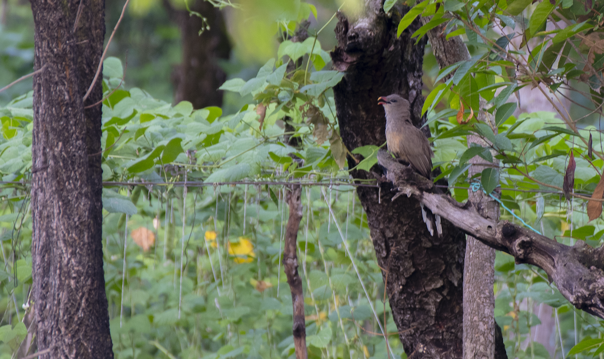 Sirkeer Malkoha - ML634784099