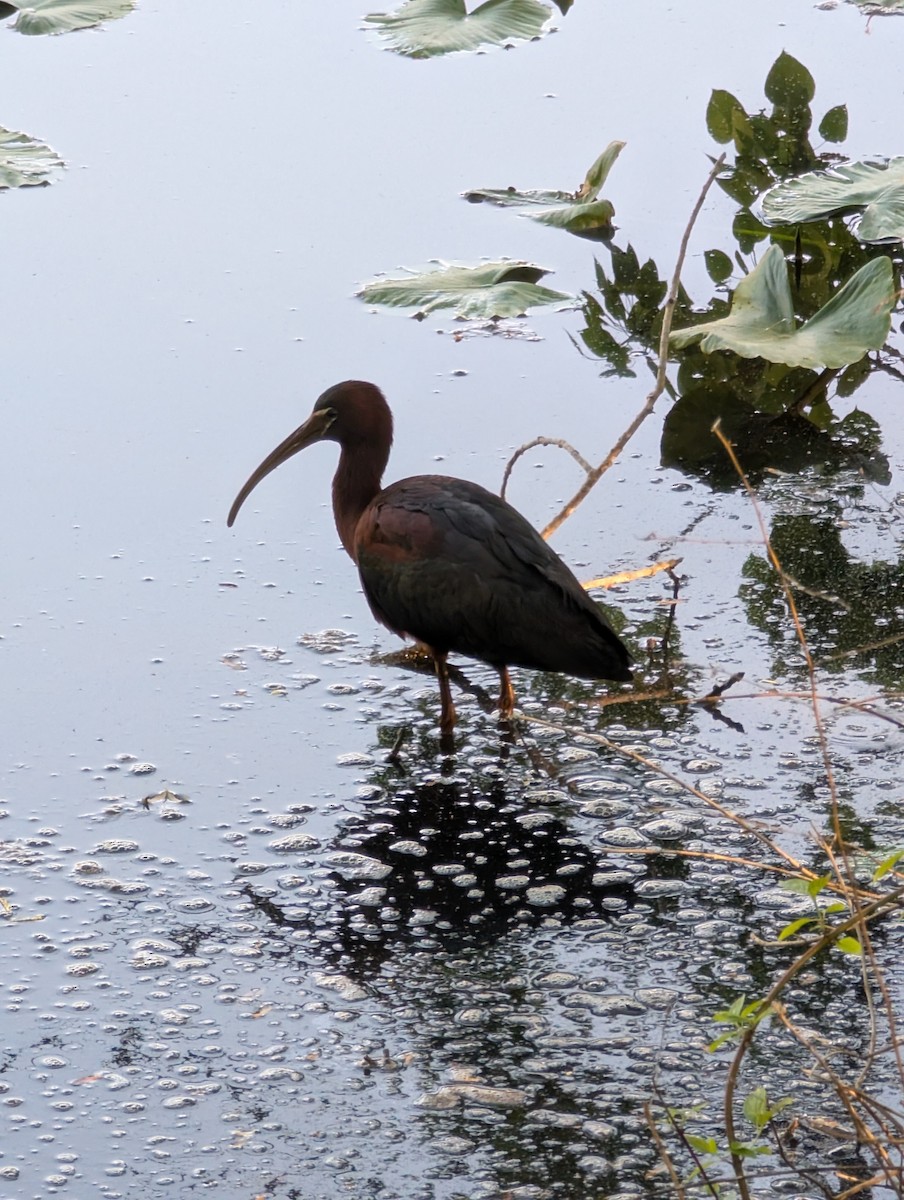 Glossy Ibis - ML634784325