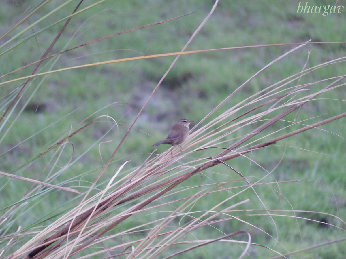 West Himalayan Bush Warbler - ML634784446
