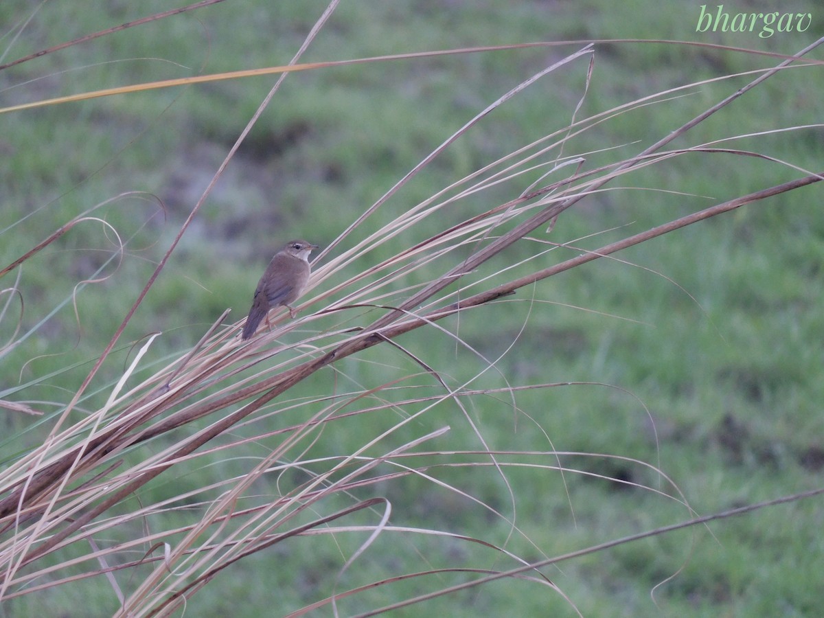 West Himalayan Bush Warbler - ML634784447