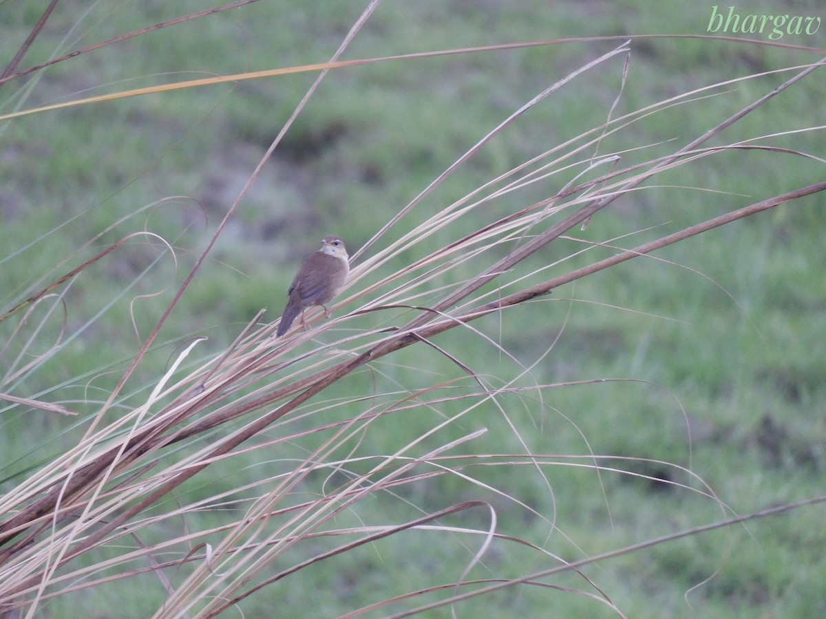 West Himalayan Bush Warbler - ML634784448