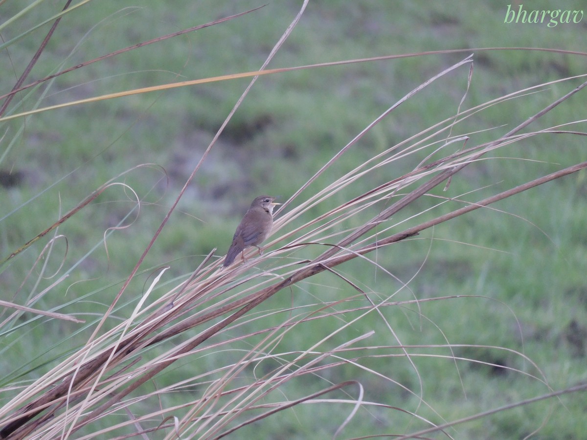 West Himalayan Bush Warbler - ML634784449