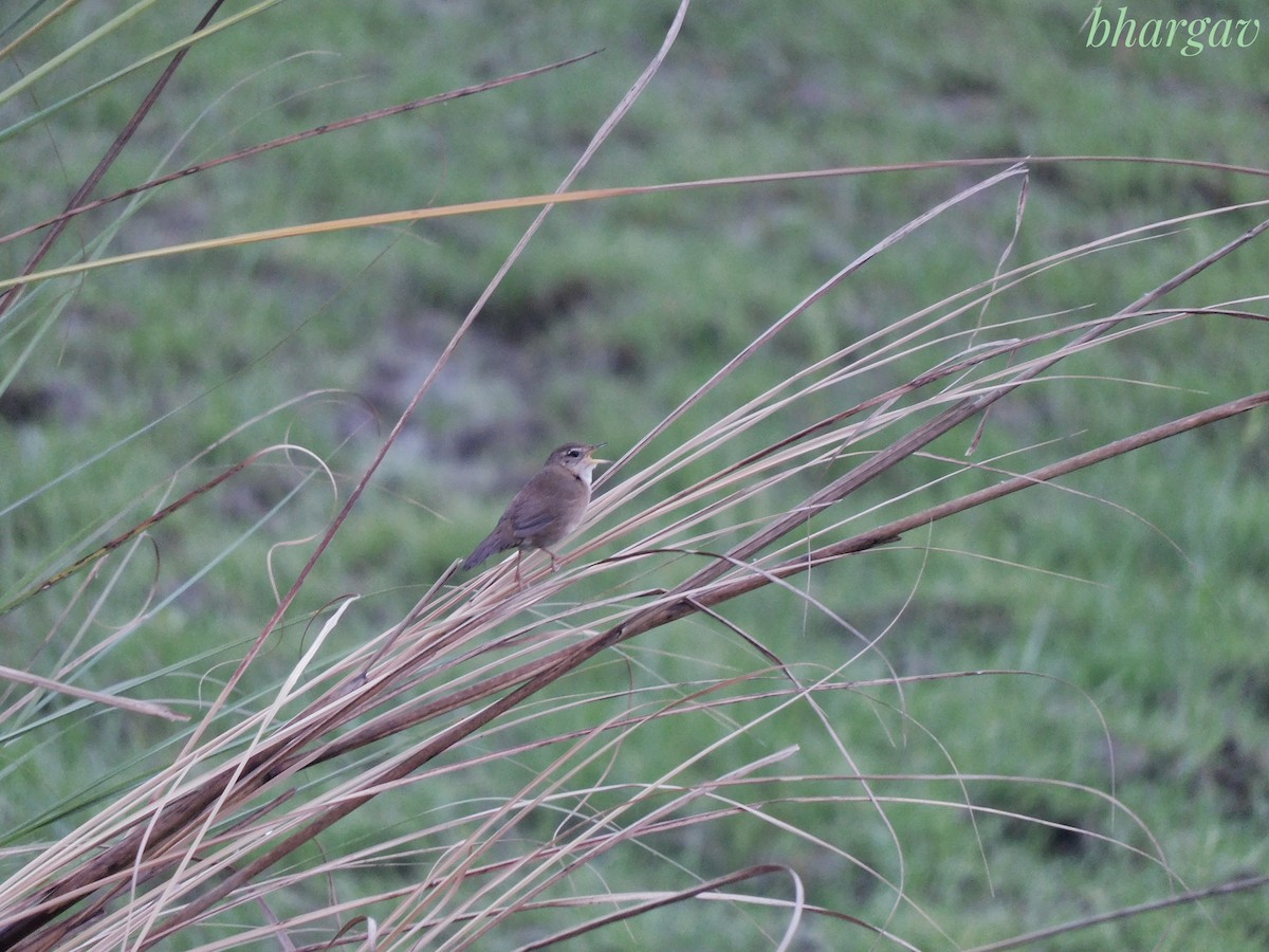 West Himalayan Bush Warbler - ML634784450