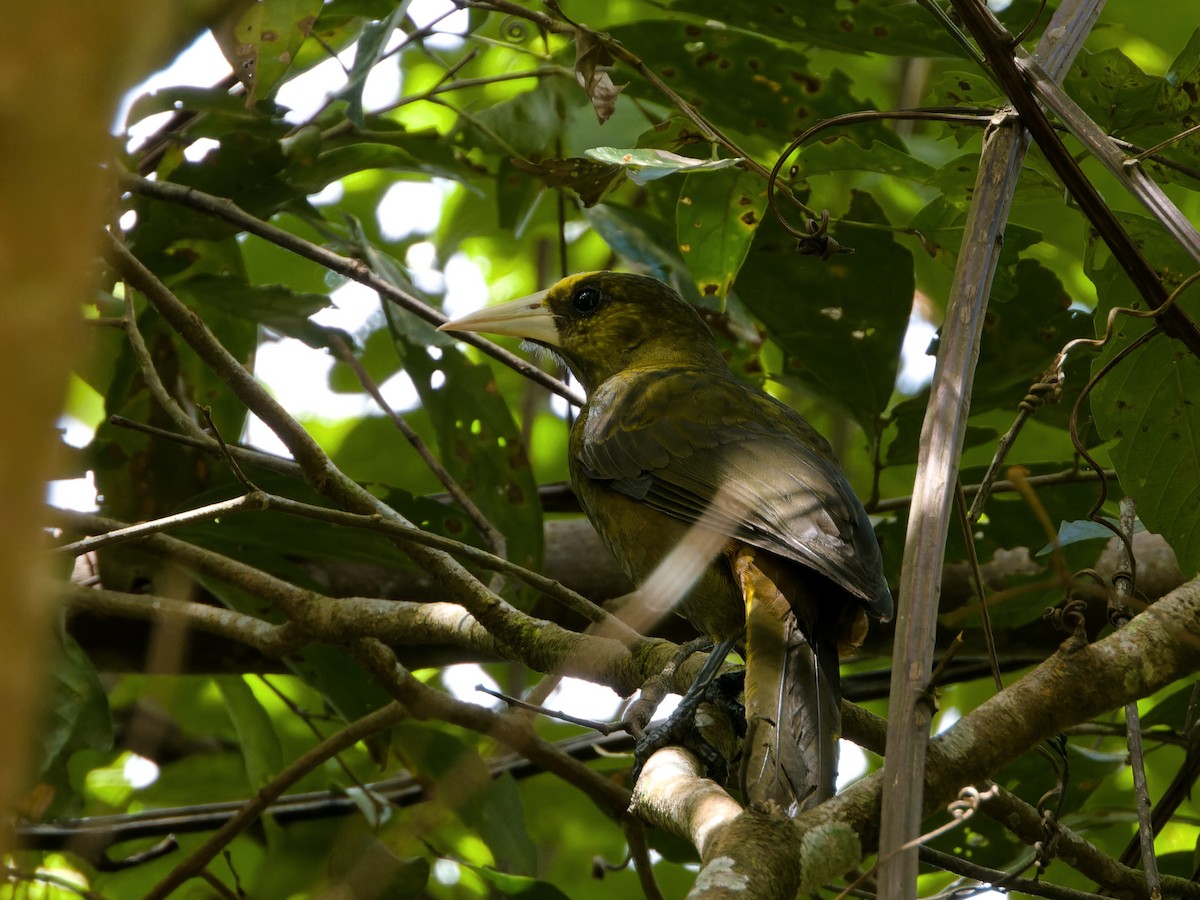 Dusky-green Oropendola - ML634784482