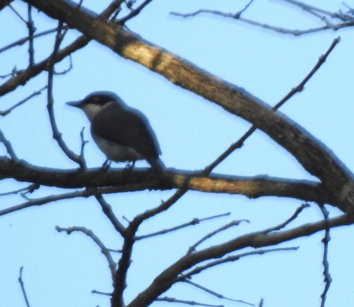 Malabar Woodshrike - ML634784490