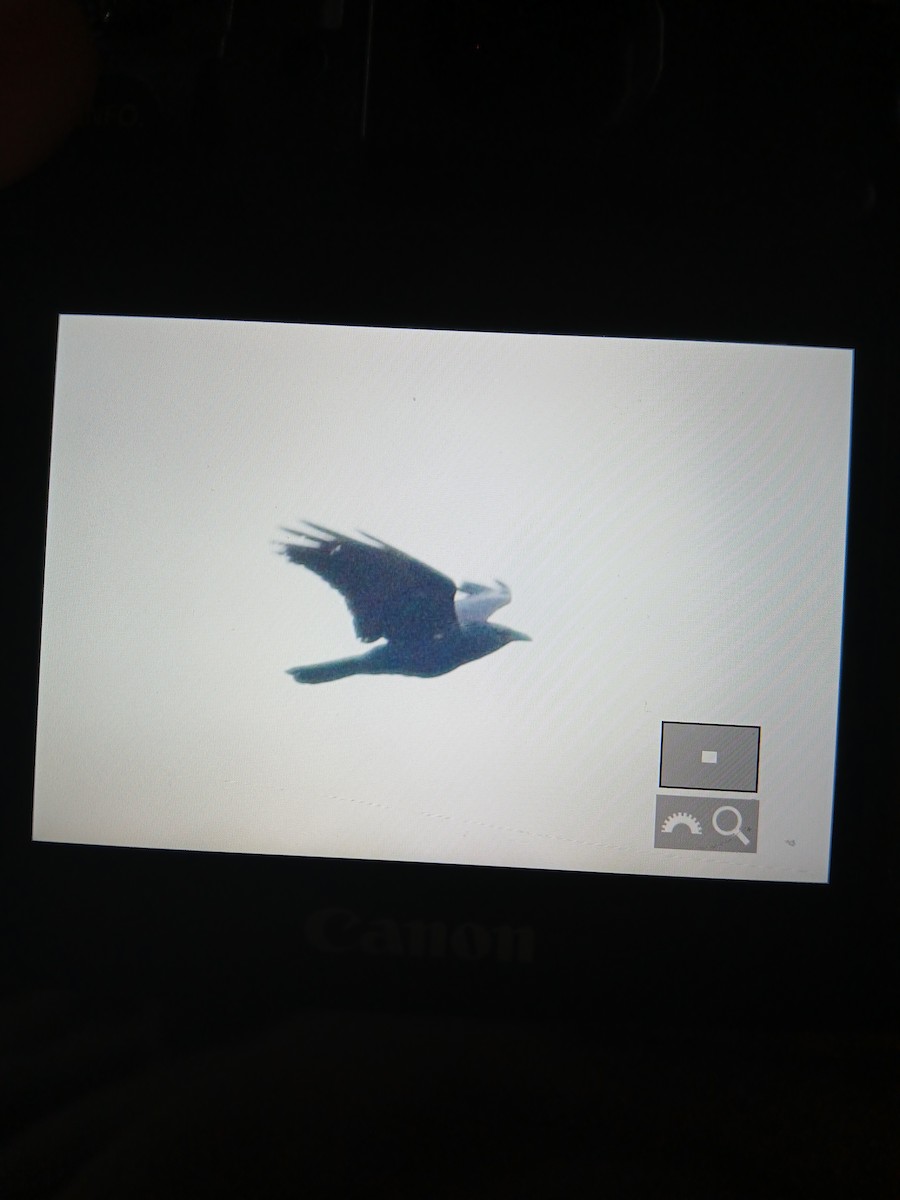 Fish Crow - ML634784526