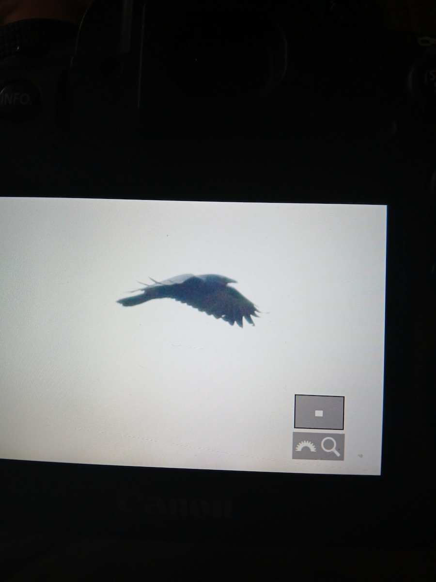 Fish Crow - ML634784534