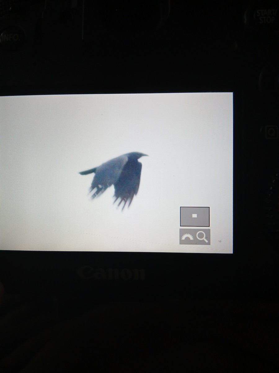 Fish Crow - ML634784535