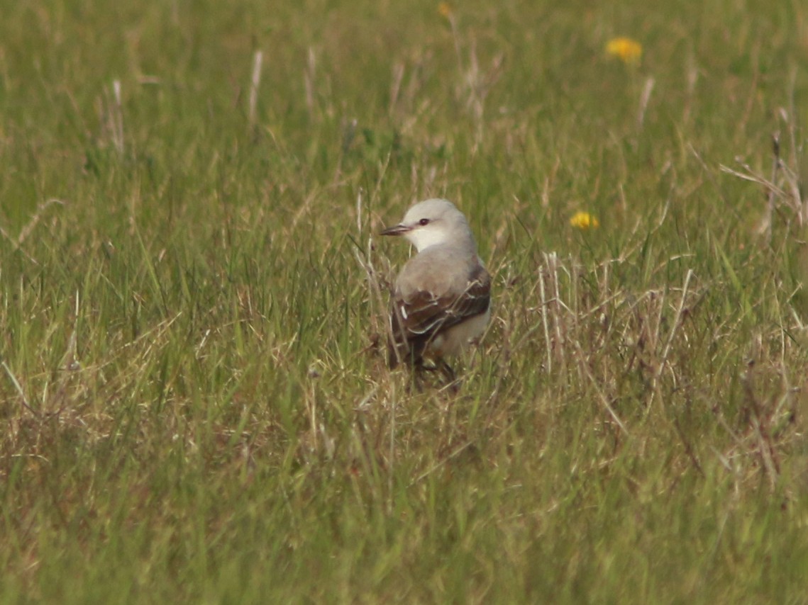 Scissor-tailed Flycatcher - ML634784687