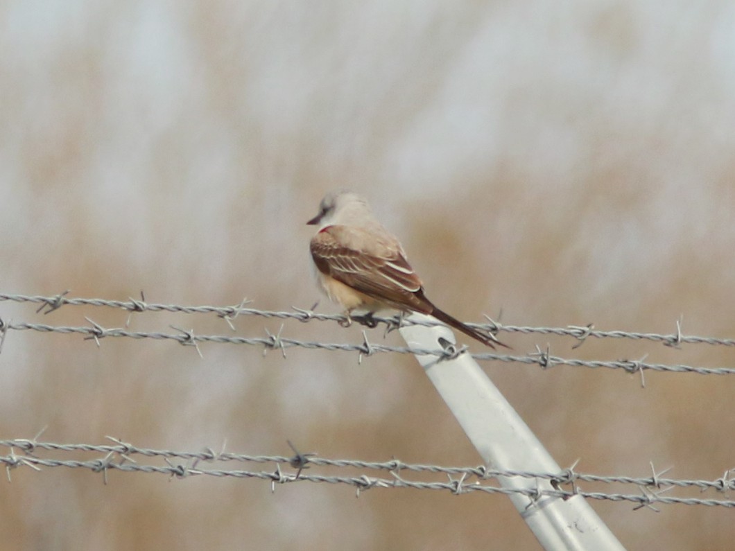 Scissor-tailed Flycatcher - ML634784694