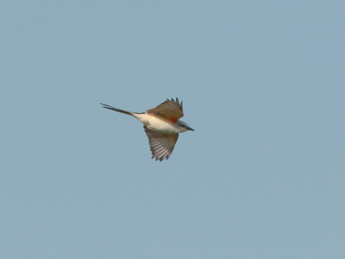 Scissor-tailed Flycatcher - ML634784697