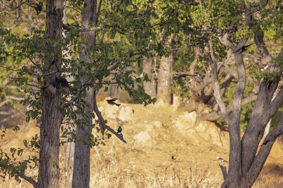 Fork-tailed Drongo - ML634784852